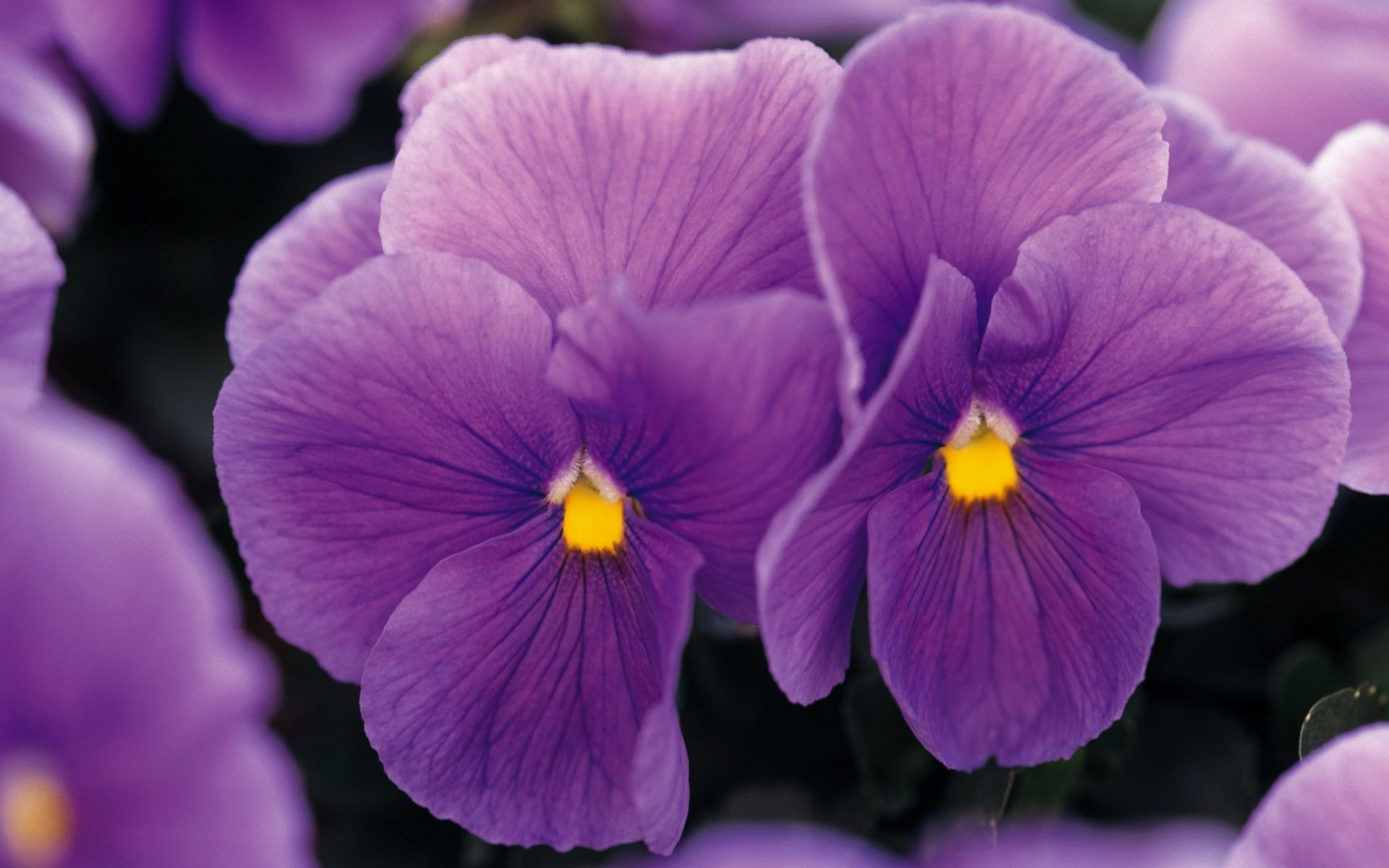 viola pensées fleurs gros plan lilas