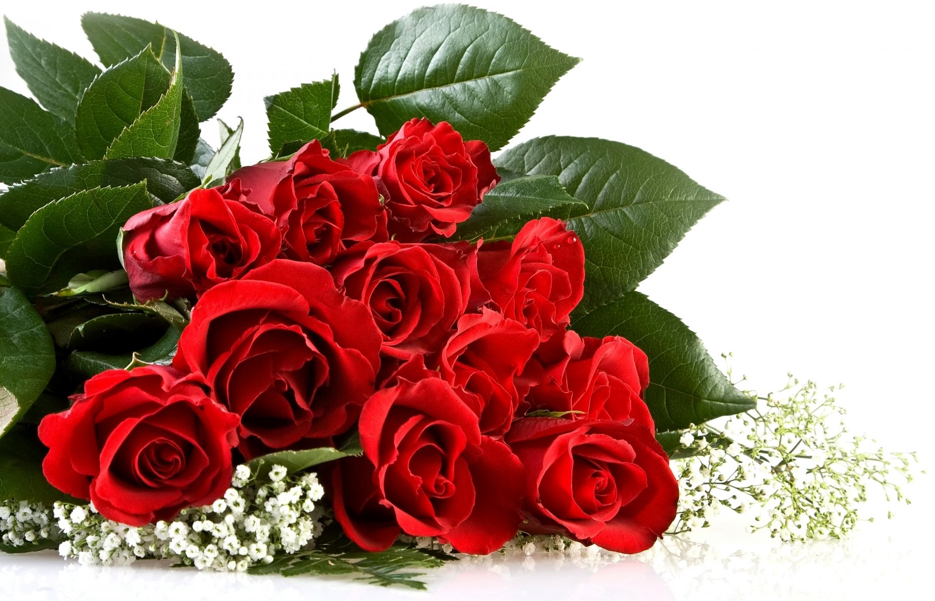 roses red bouquet white background