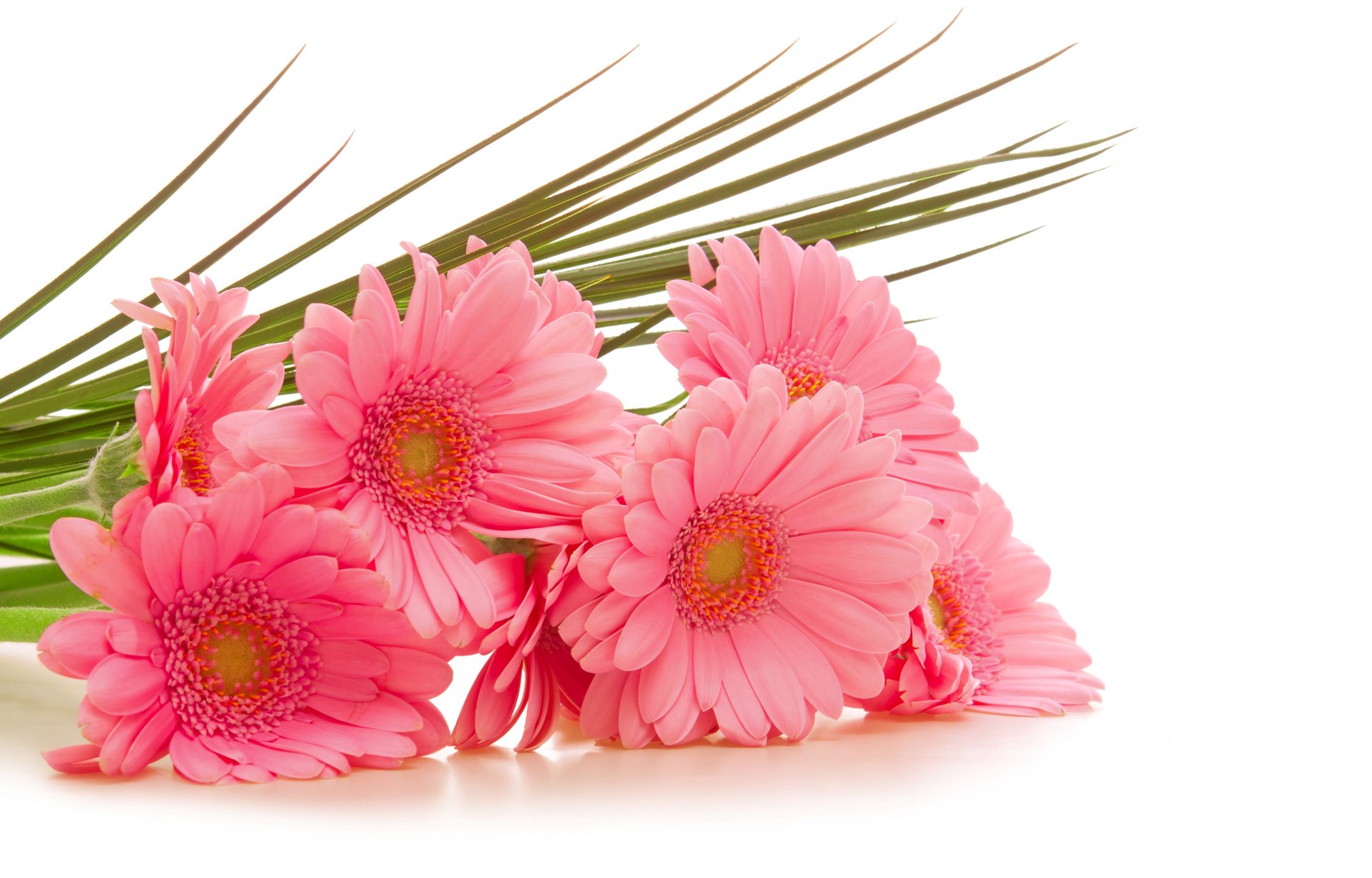 gerbera rose fleurs fond blanc