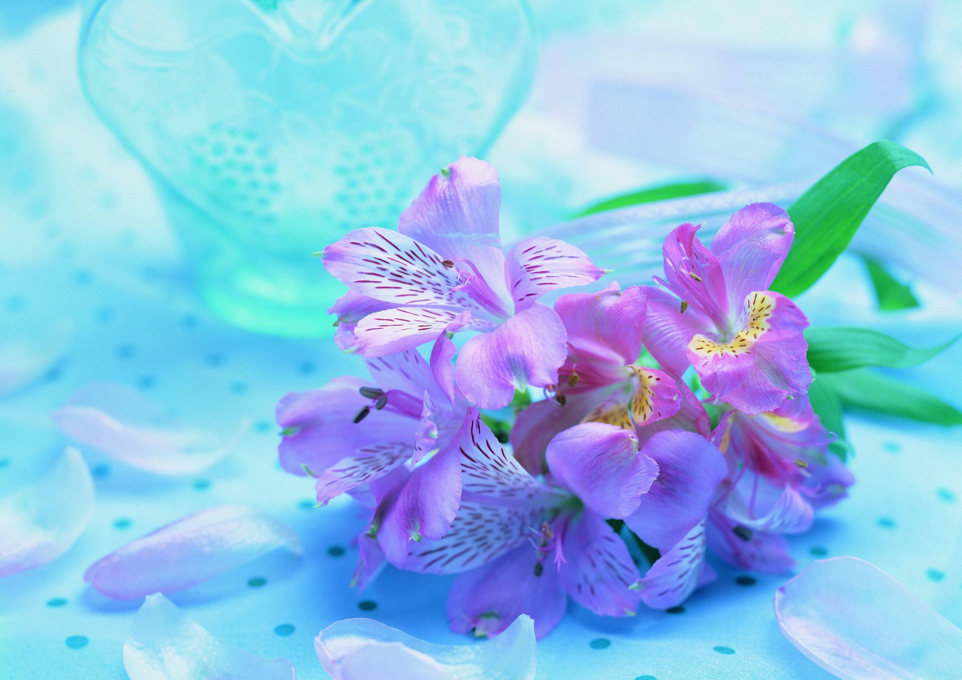 blume lila flieder blau hintergrund orchideen