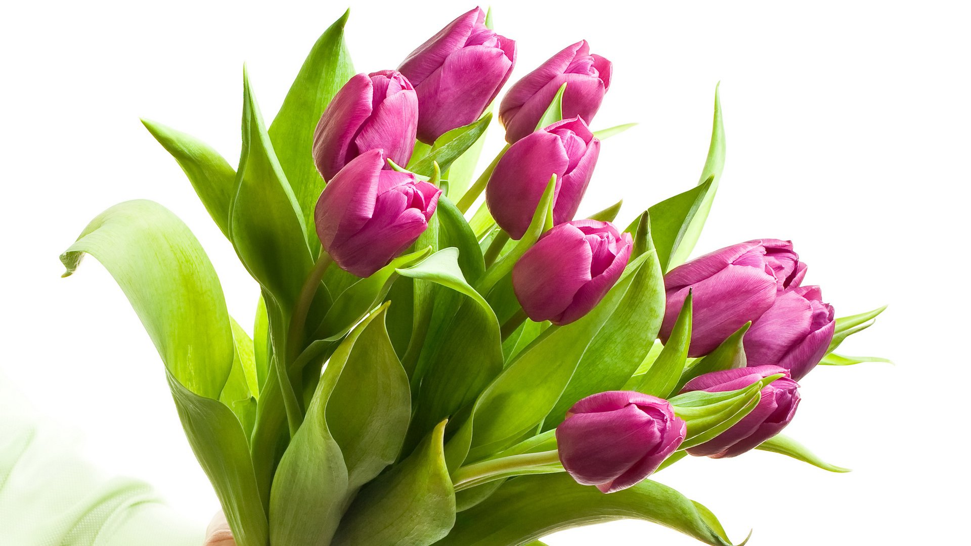 tulipes violet bouquet