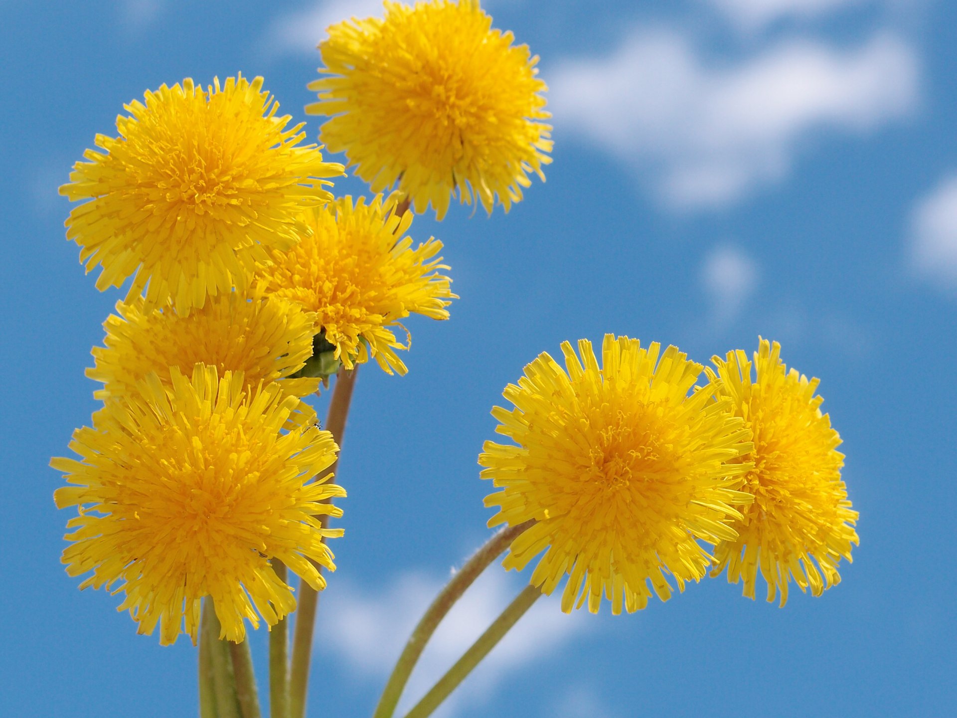 fleurs ciel nuages été jaune