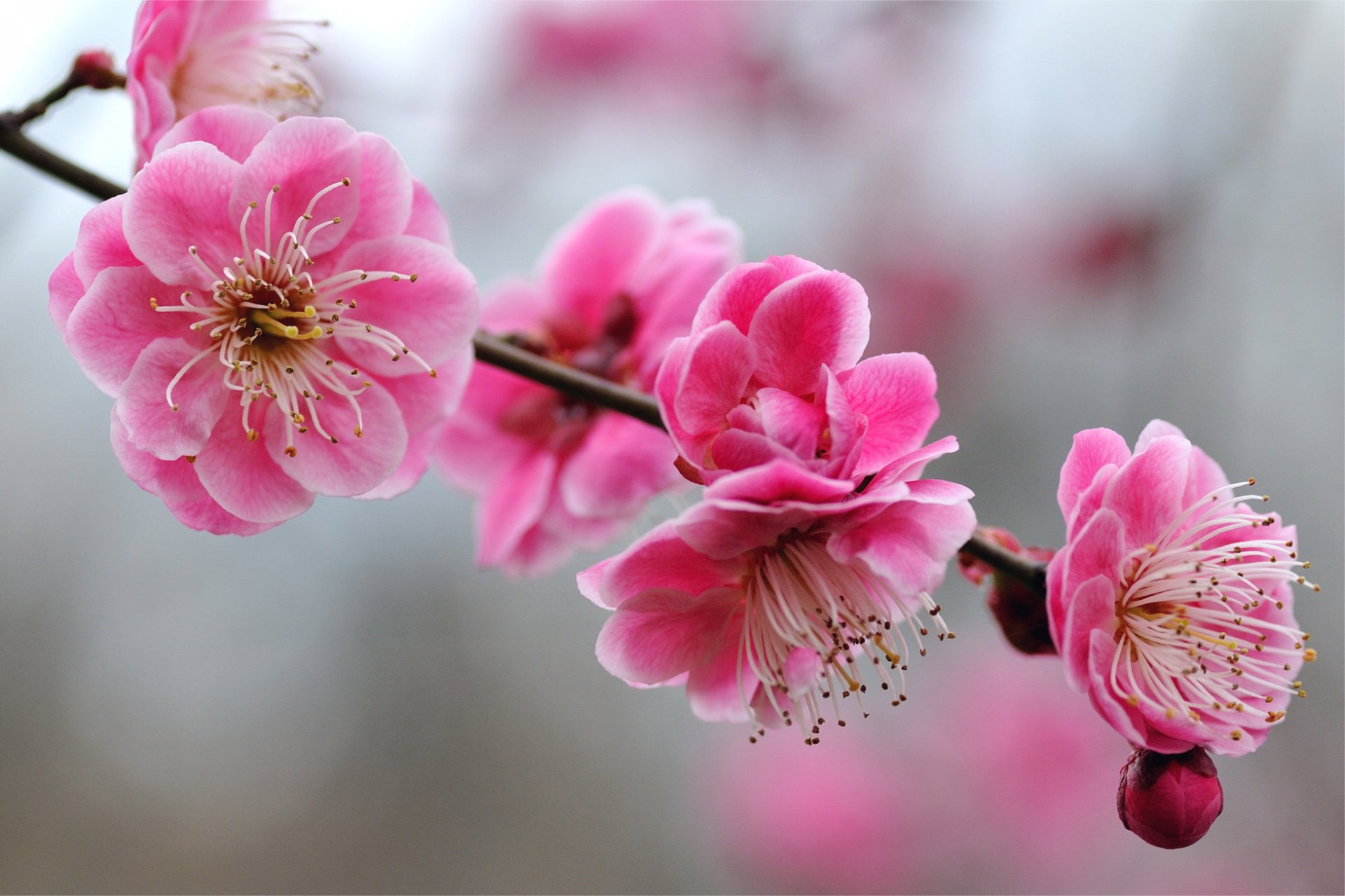 rosa hell blumen blütenblätter knospen zweig zweig aprikose baum makro fokus unschärfe