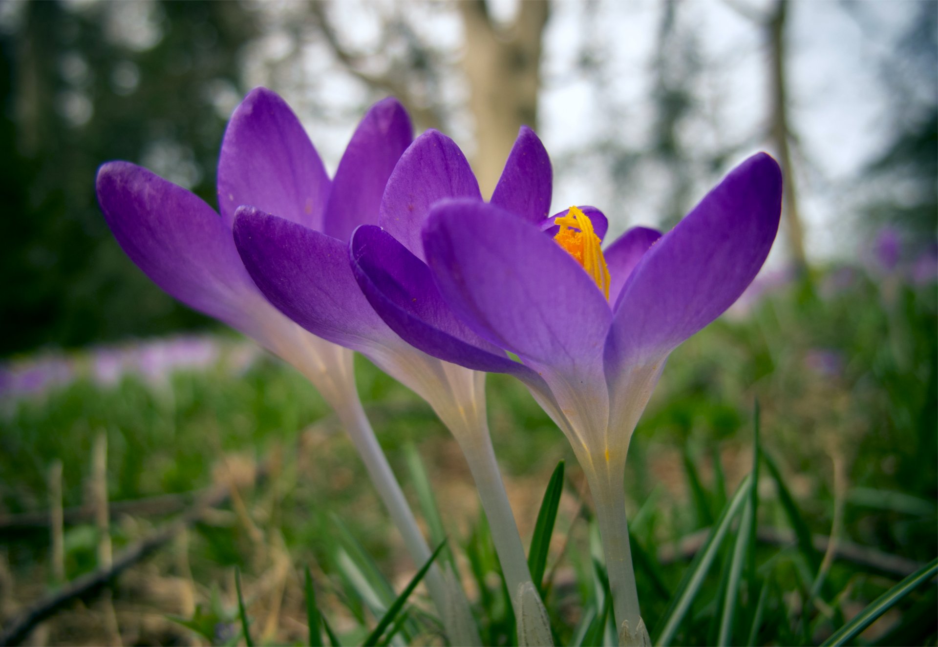 crocus three flowers purple grass forest field spring close up blur