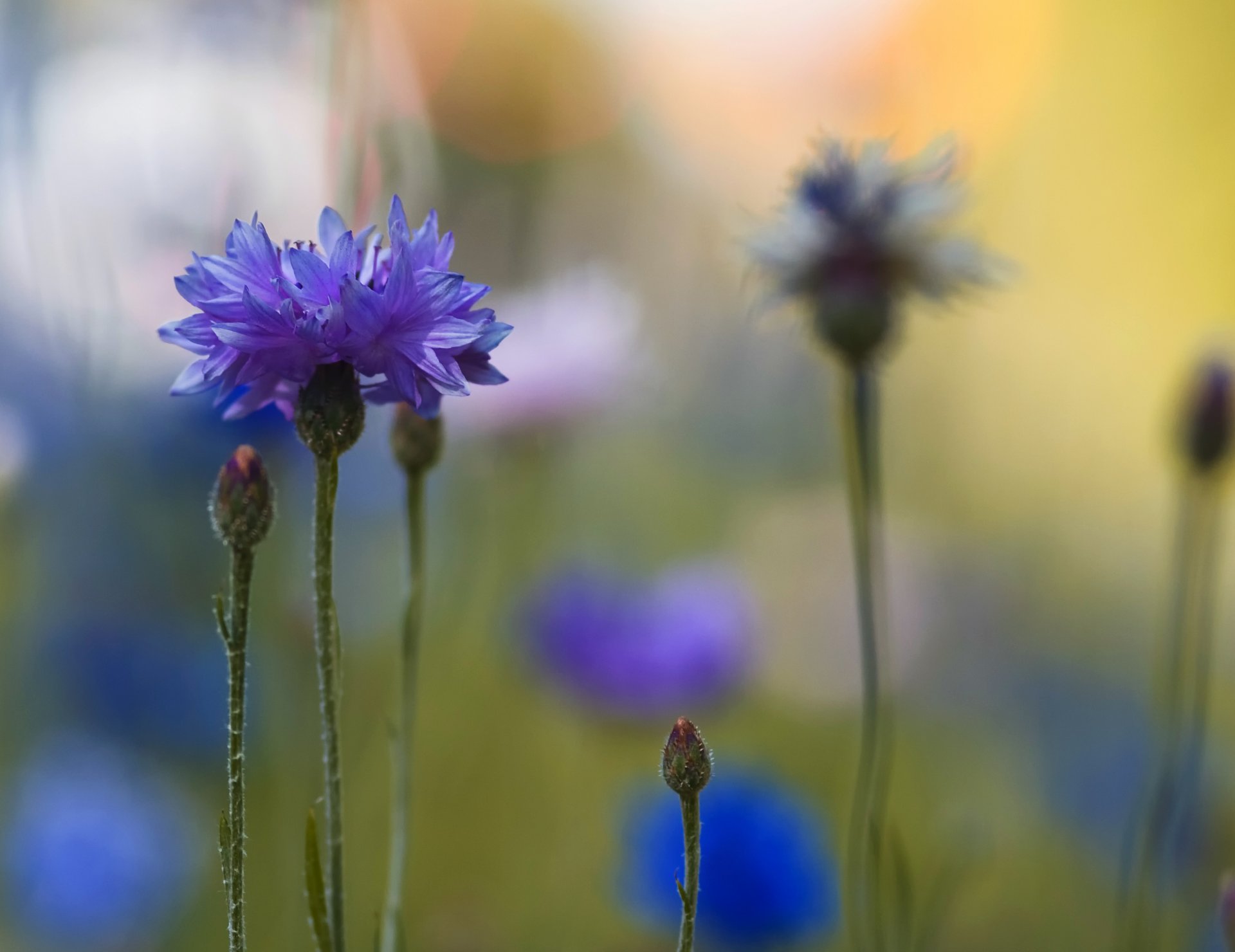 cornflowers blue close up blur