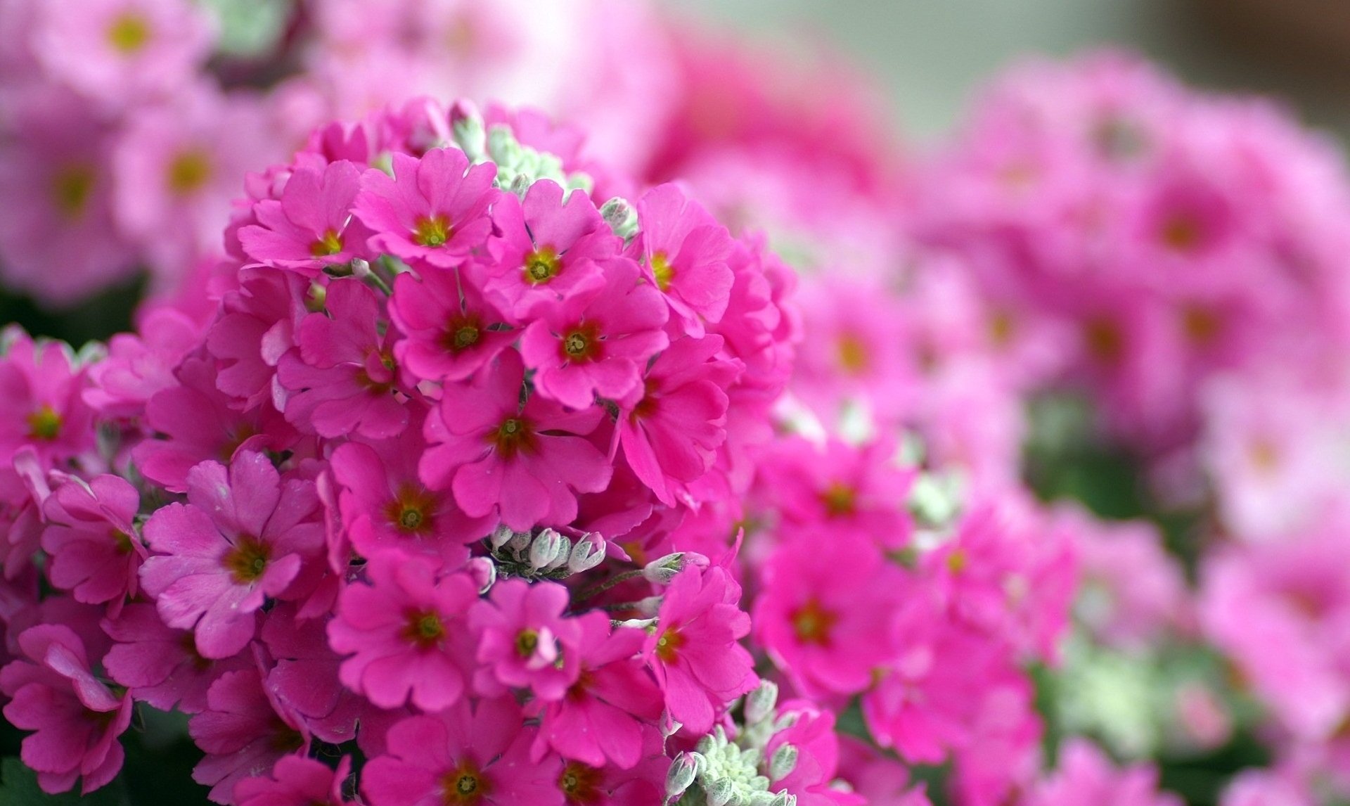 flower close up phlox bright pink