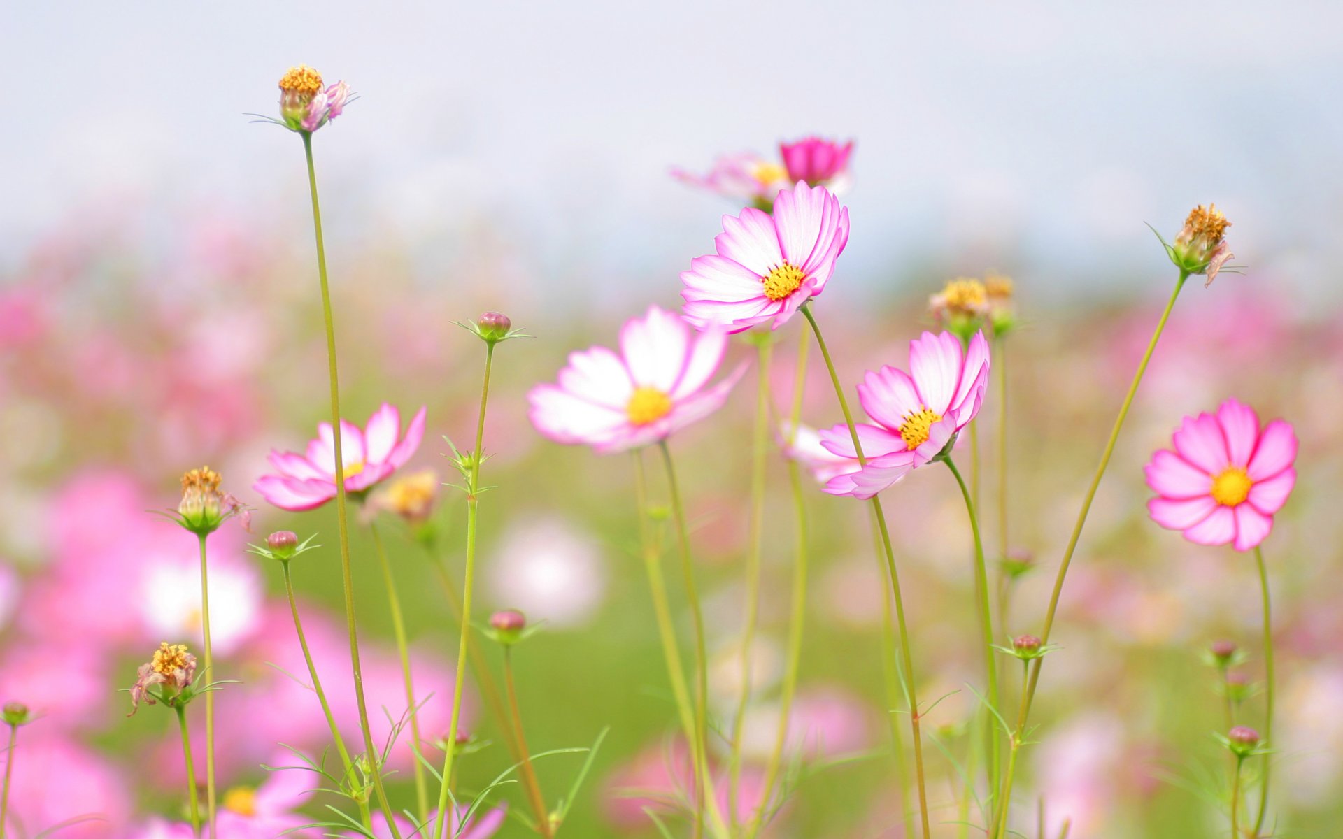 sommer frische zärtlichkeit schönheit blumen blume blumen blume blütenblatt blütenblätter stiel himmel makroblumen makrotapeten blühen hintergrundbilder hintergrundbilder beste hintergrundbilder bildschirmschoner breitbildtapeten