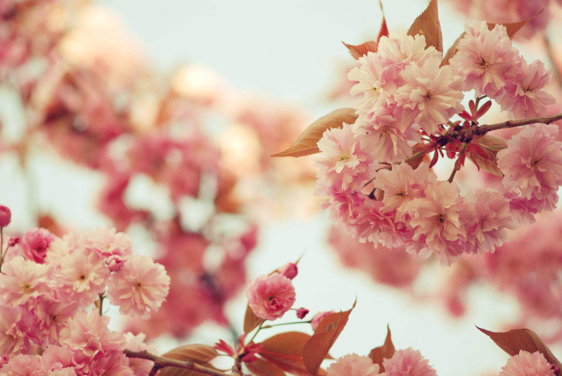 sakura fleurs rose pétales floraison branches branches arbres feuilles ciel couleur printemps