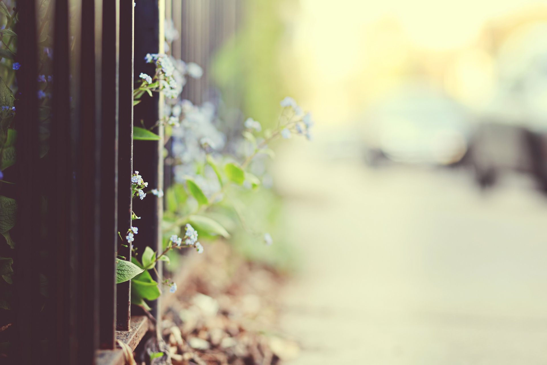 forget-me-nots fence fence grid blur focus bokeh flower