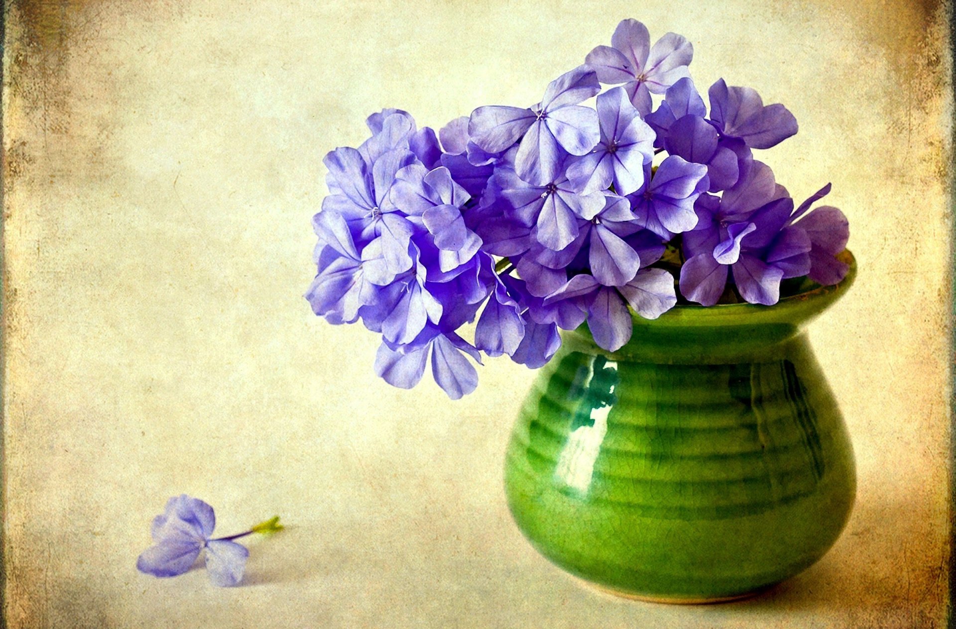 fleur fleurs phlox violet vase