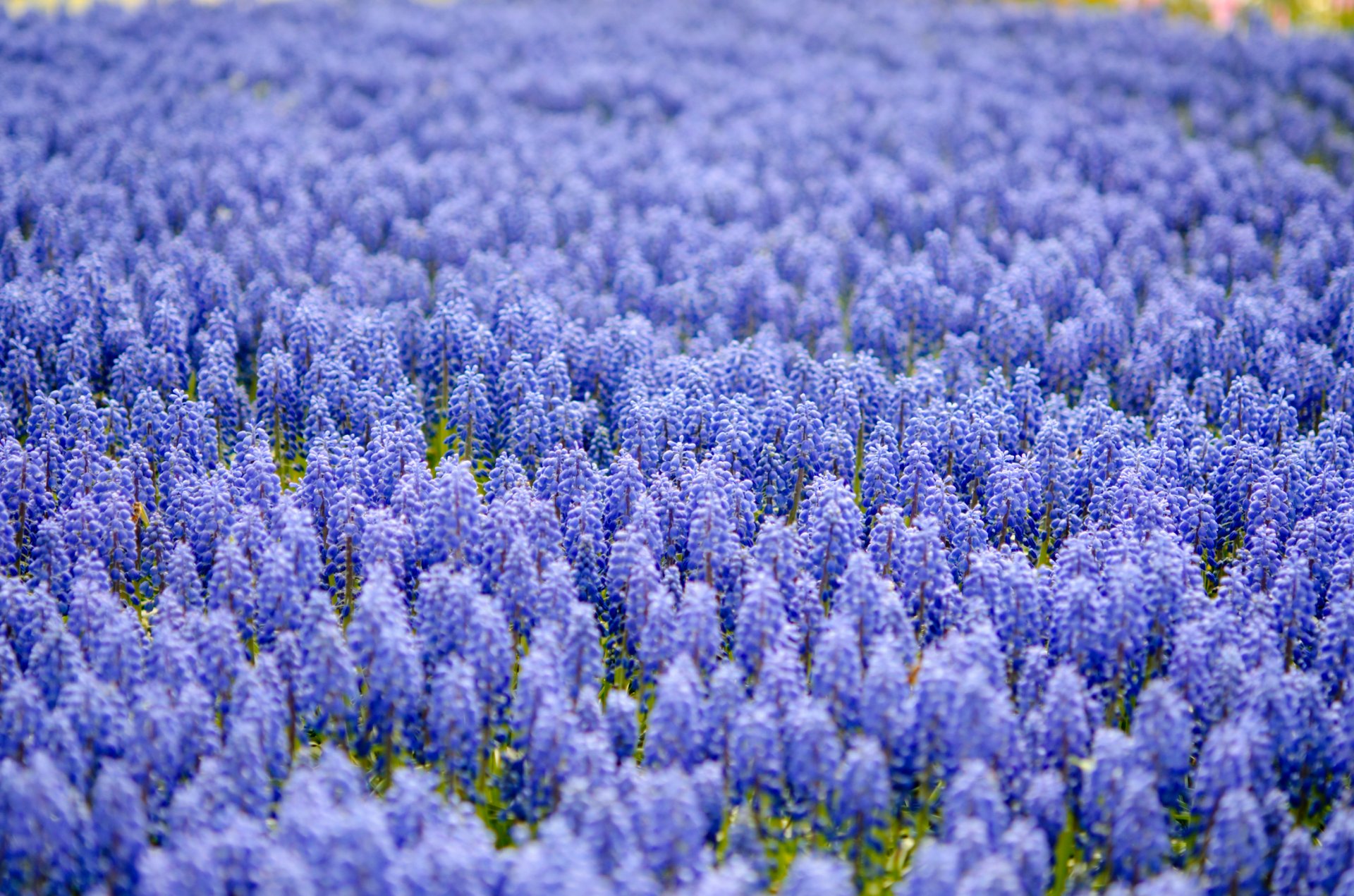 muscari bleu beaucoup champ flou