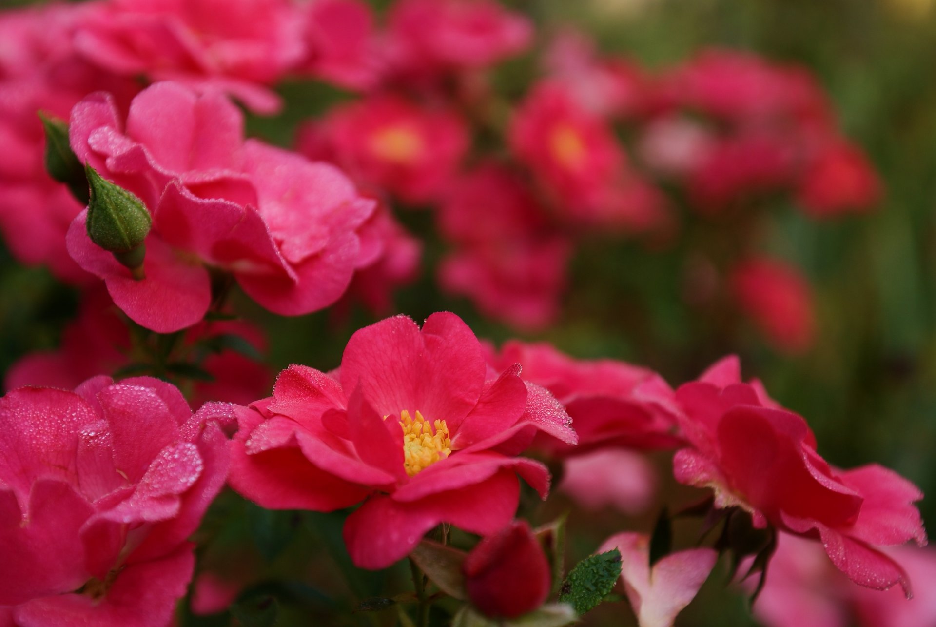 roses rose lumineux fleurs pétales buisson gouttes rosée gros plan