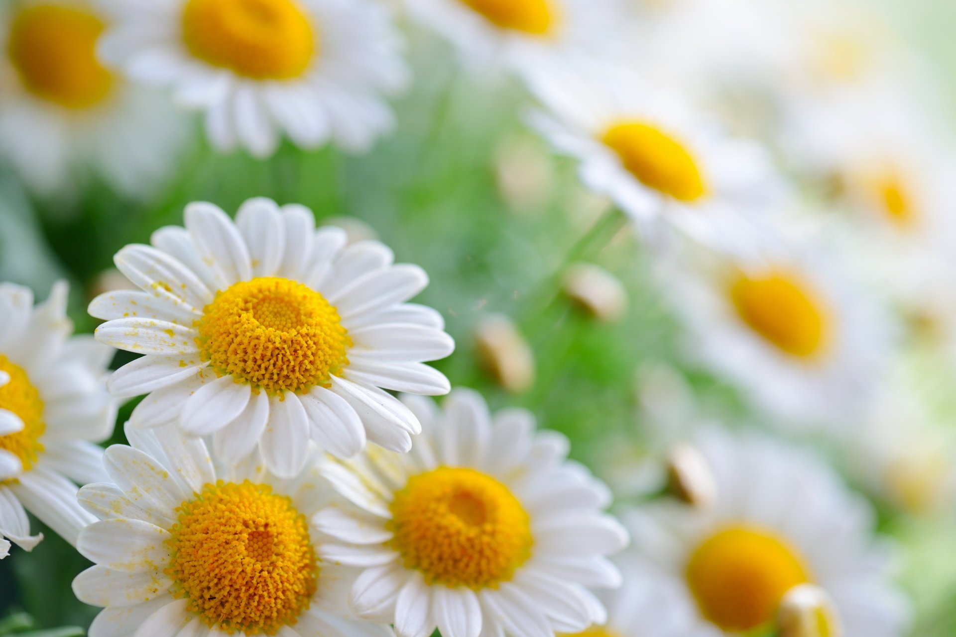 chamomile petals pollen bokeh