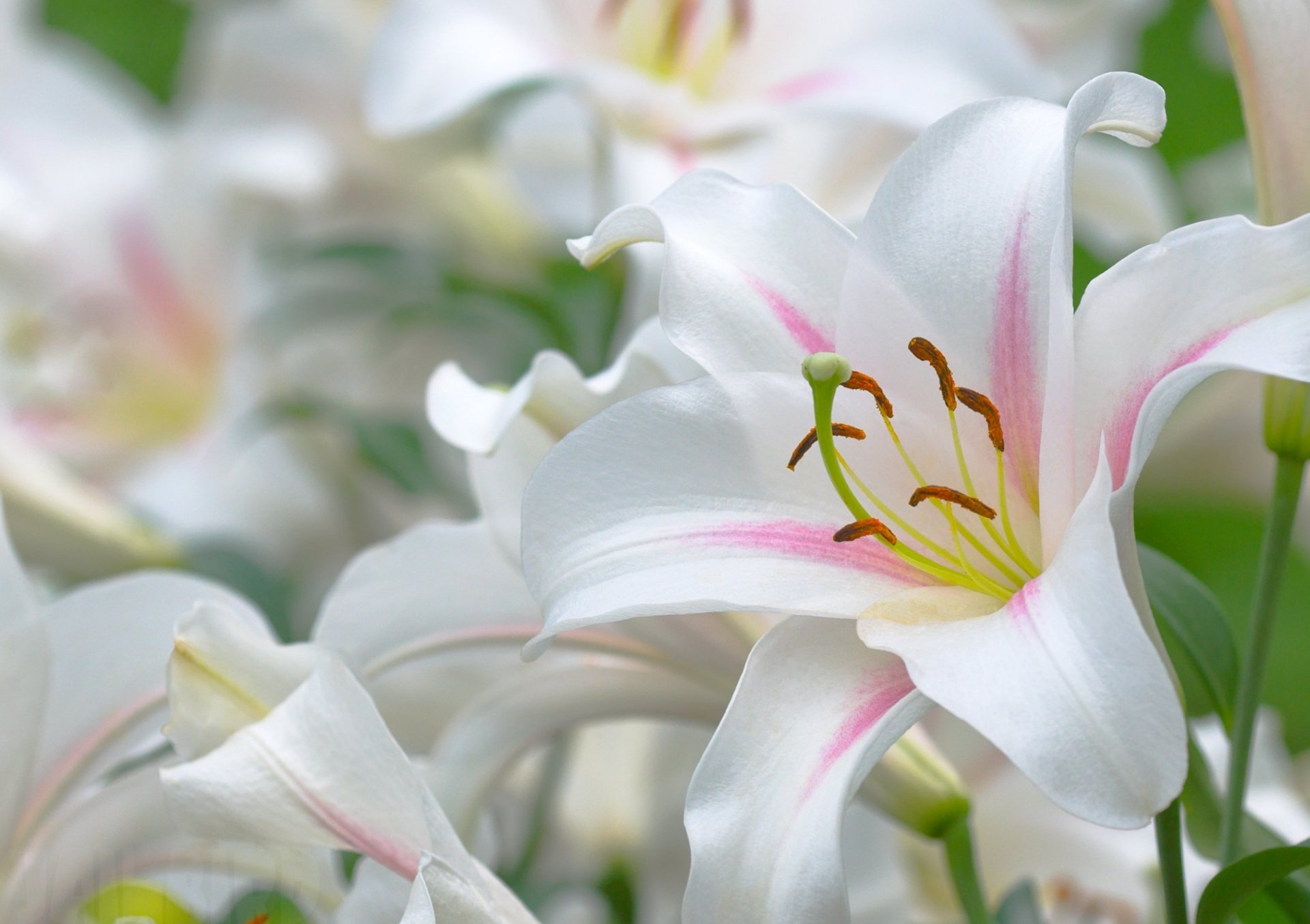 lys blancs étamines pistil folioles joliment