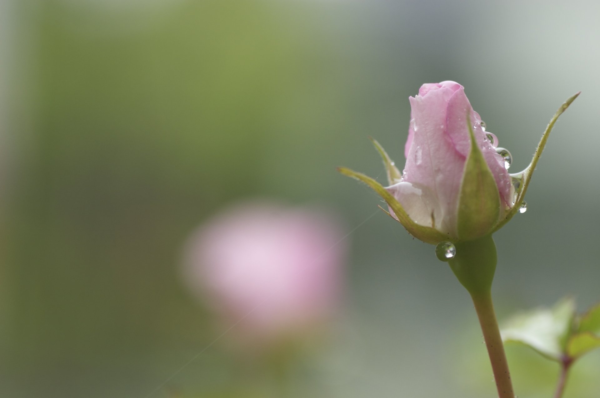 rosa rosa fiore bocciolo gambo gocce rugiada ragnatela sfocatura tenerezza colori primavera natura macro