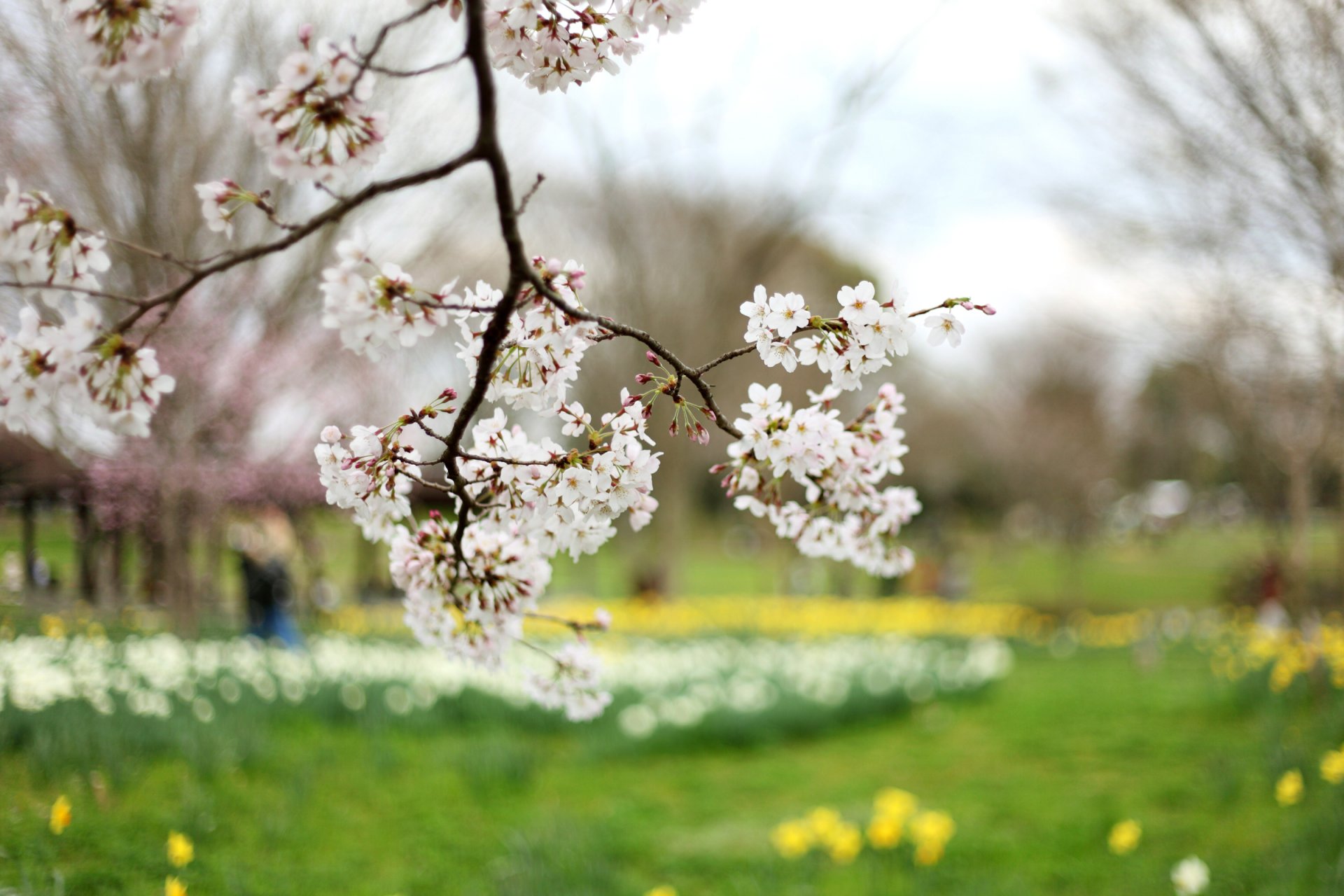 gałąź gałęzie drzewo wiśnia sakura kwitnienie kwiaty białe płatki zielona polana żółty rozmycie natura wiosna