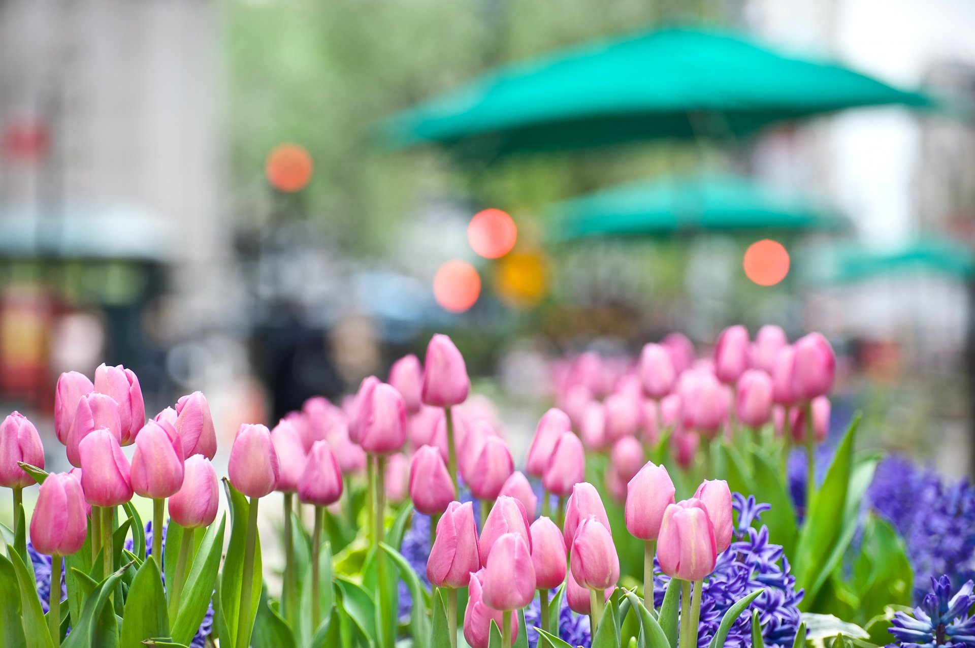 tulips pink flower bud hyacinth bed town street lights reflections light nature spring close up