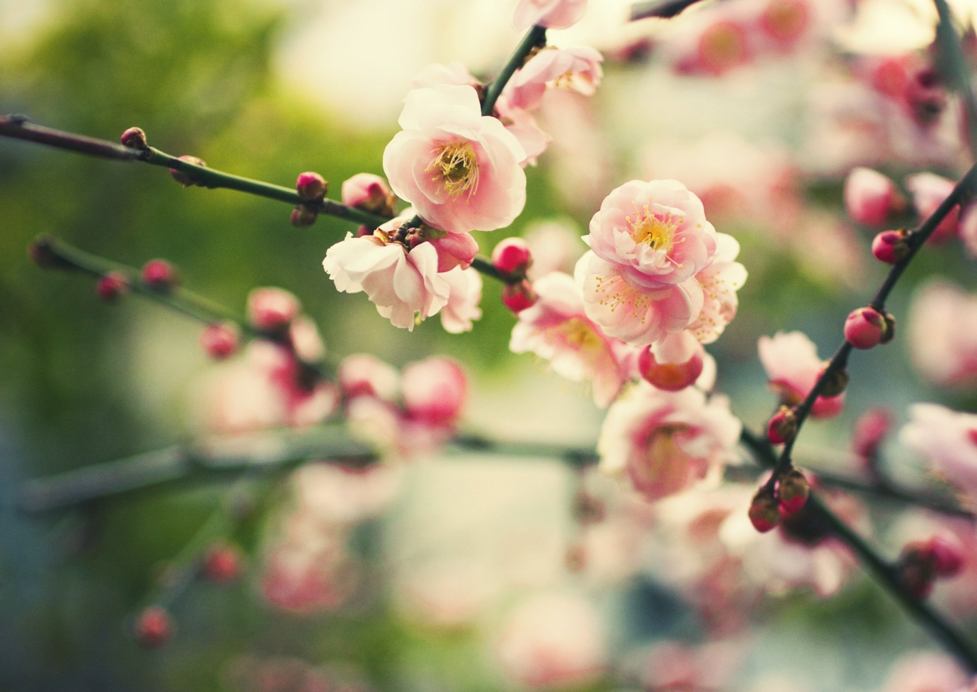 nature plante branches fleurs bourgeons floraison printemps flou bokeh