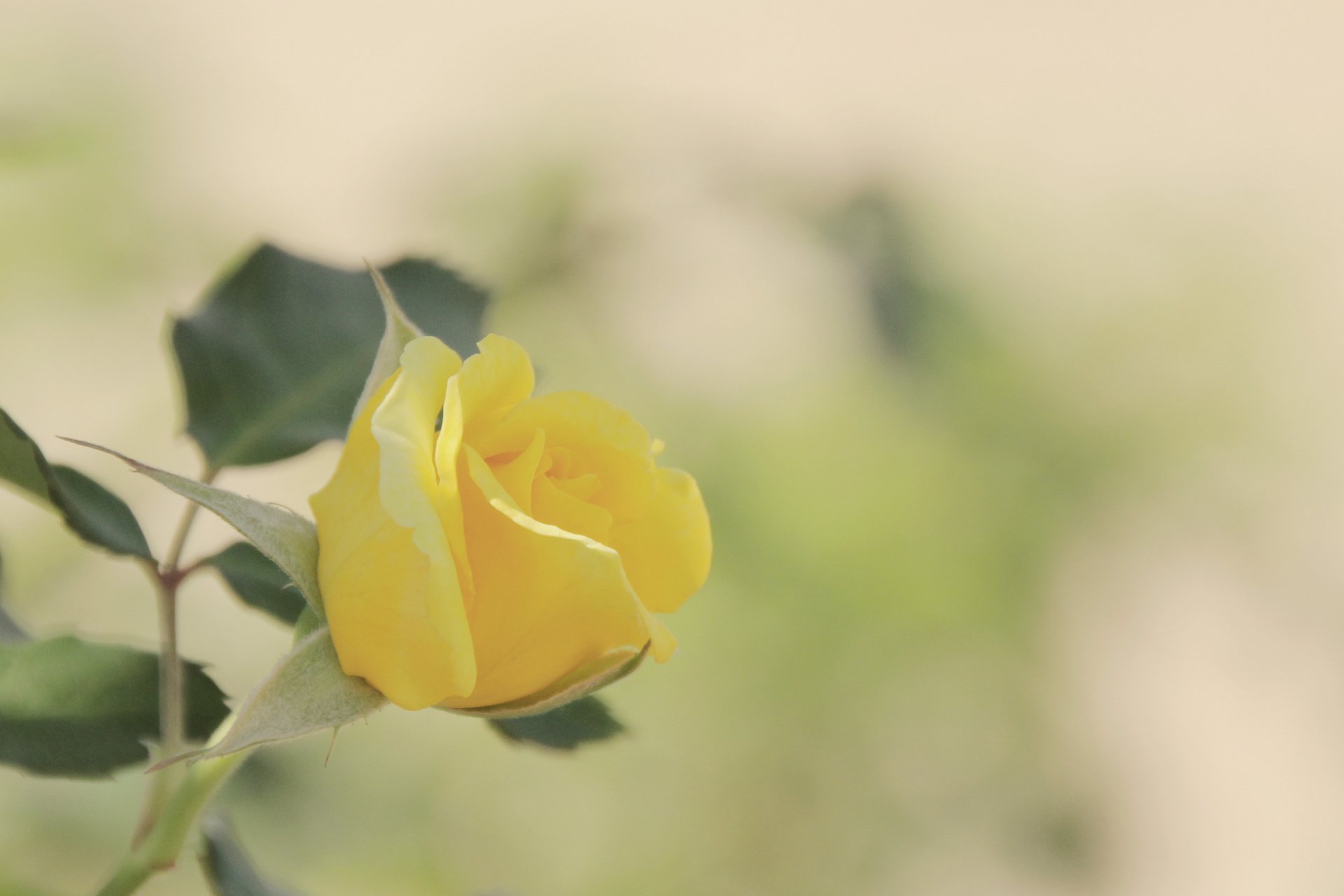 rosa giallo fiore bocciolo foglie colore sfondo sfocatura macro