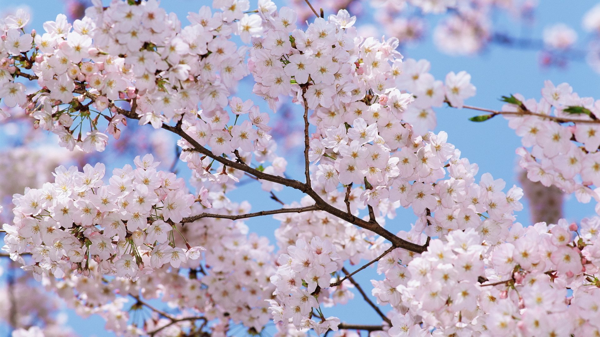 fiori primavera alberi