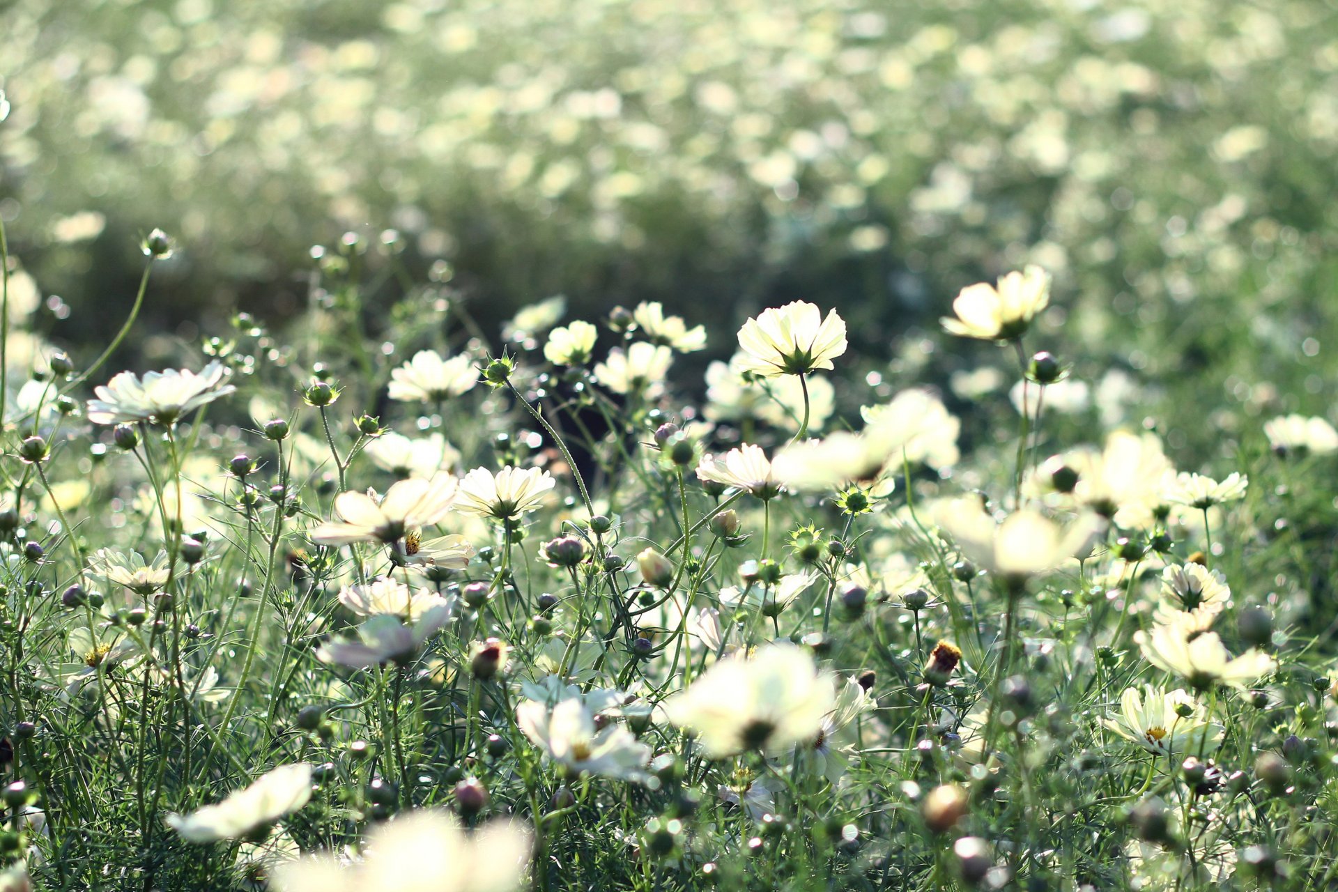 flowers cosmea white light petals stems grass plants flowering meadow field summer warmth light rays nature beauty