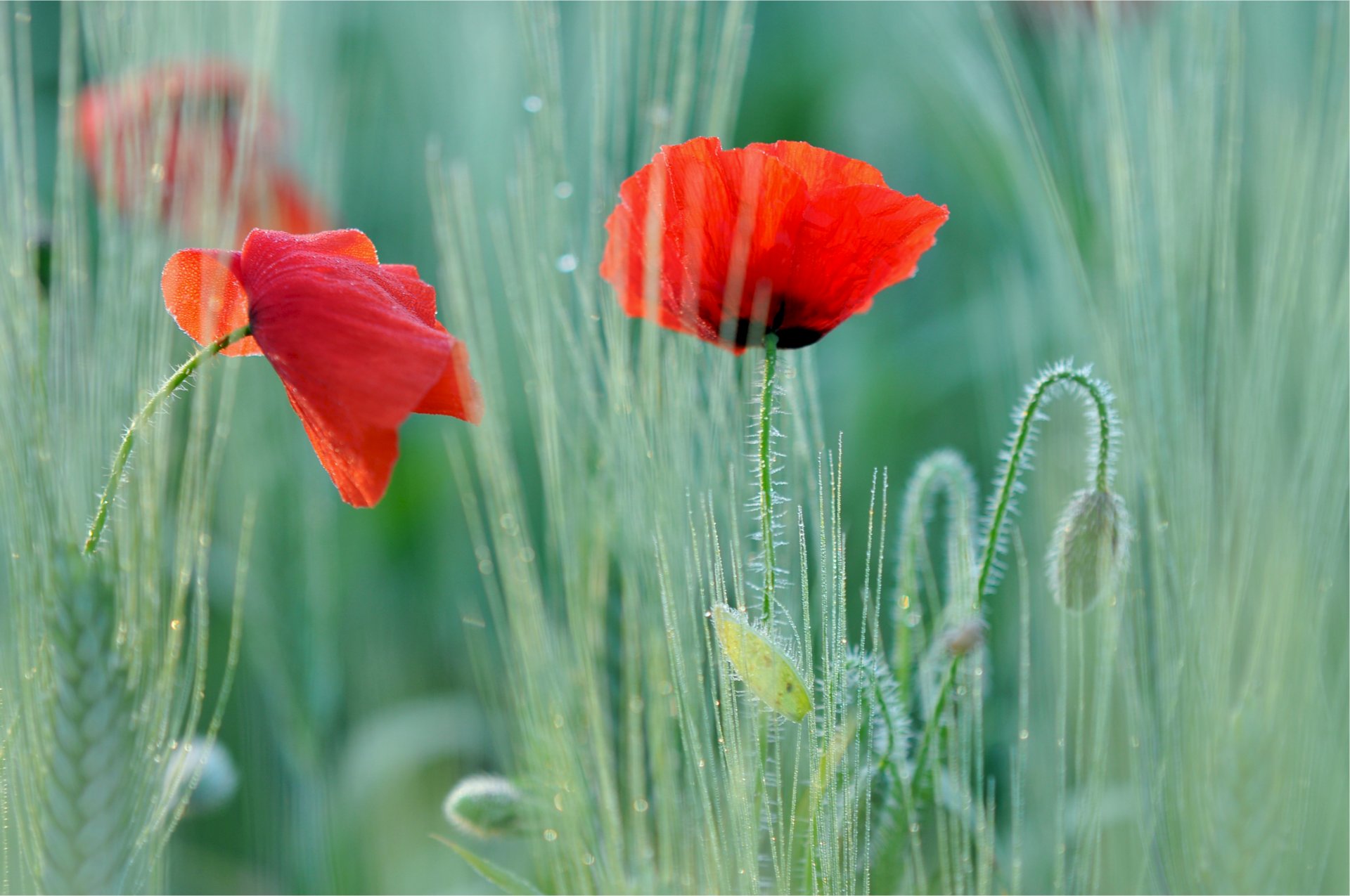 papavero papavero rosso due fiori campo macro sfocatura