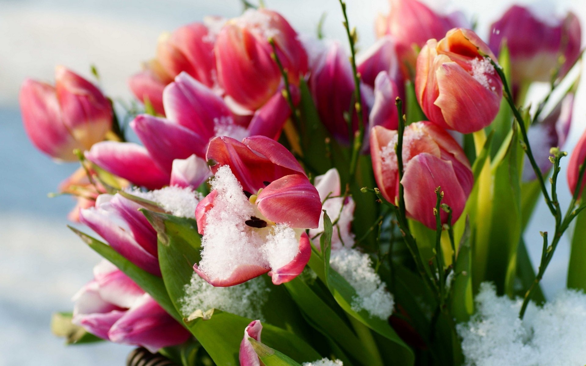 neve fiori tulipani primavera