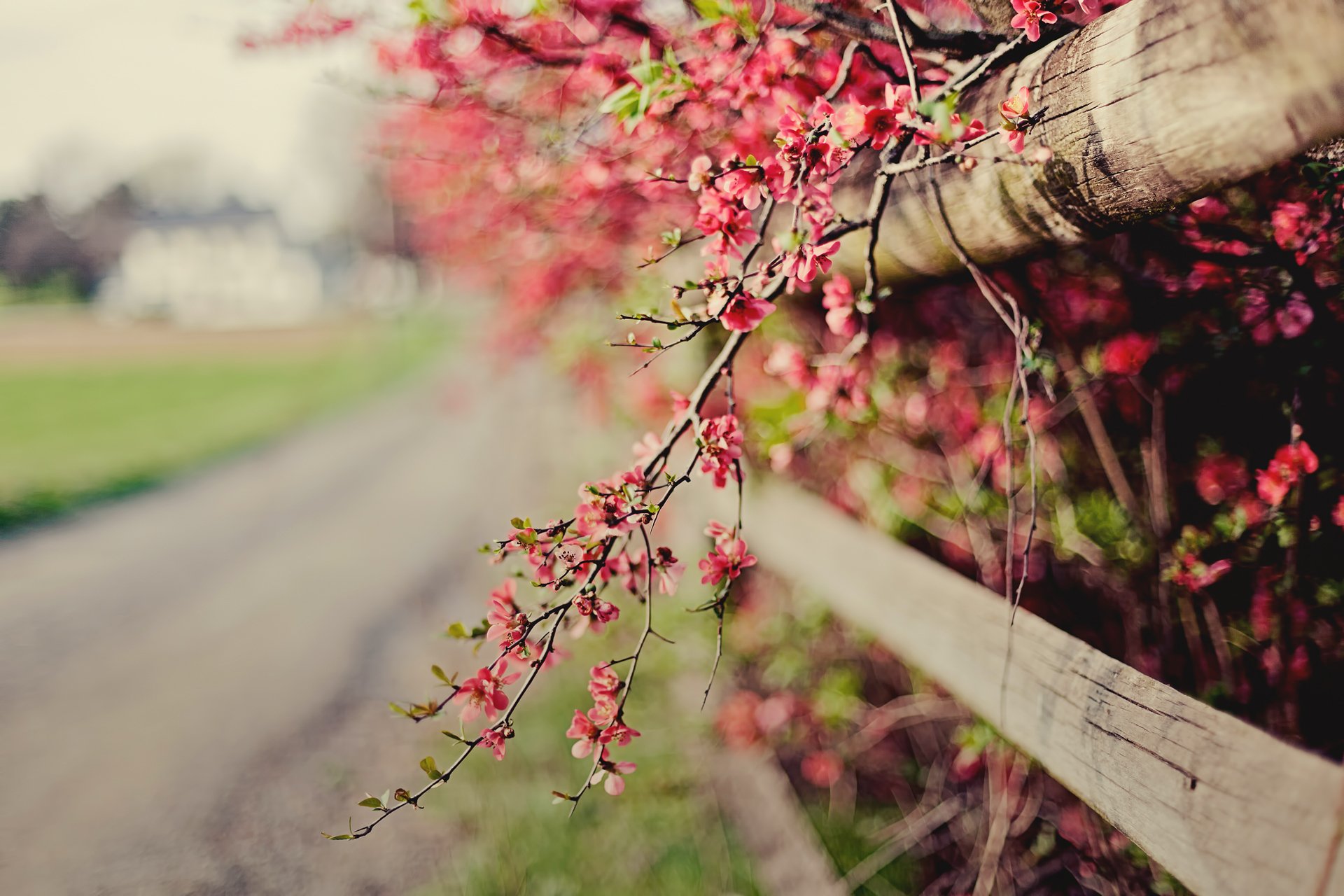 quince pink flowers twig bushes fence fence flowering spring nature focus bokeh