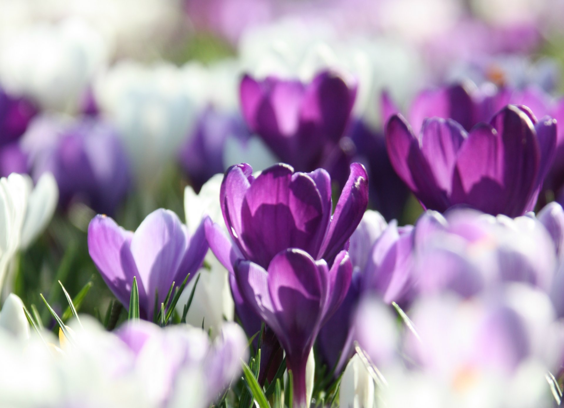 krokusy biały liliowy fioletowy płatki wiosna makro rozmycie