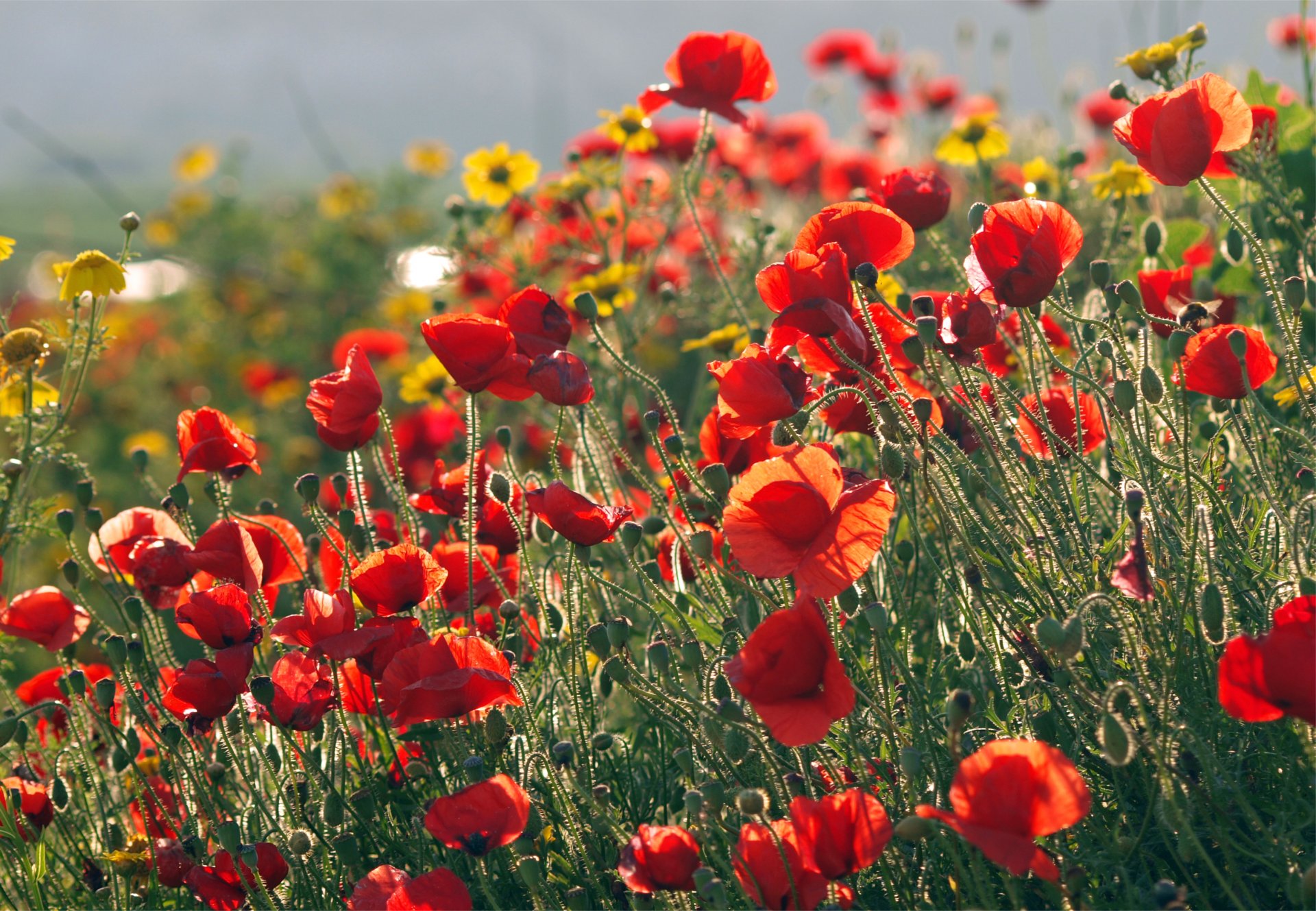 amapolas rojos campo otros colores amarillos