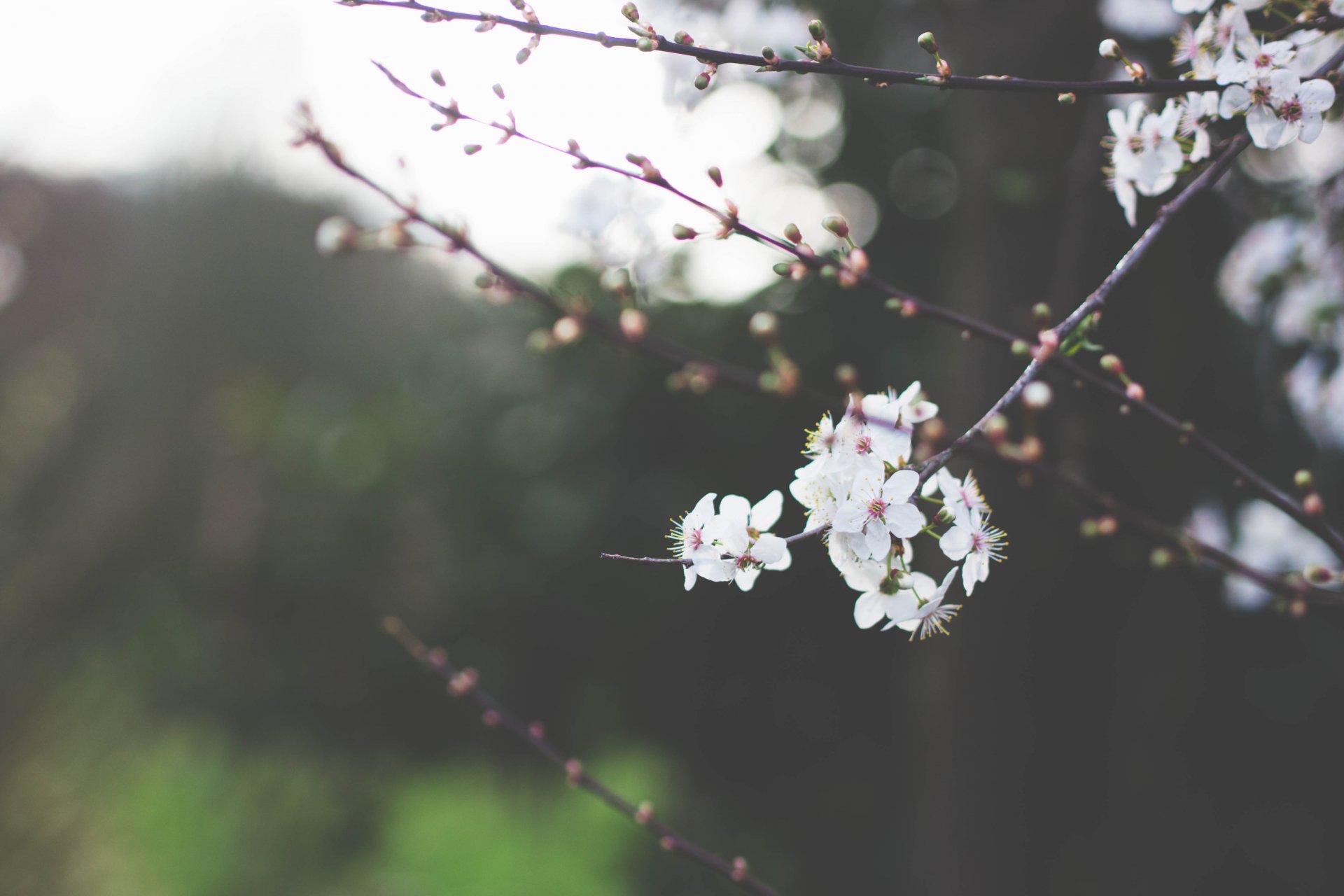 cherry blooming flowers white petals branch branches branches trees greenery spring blurriness nature macro sky