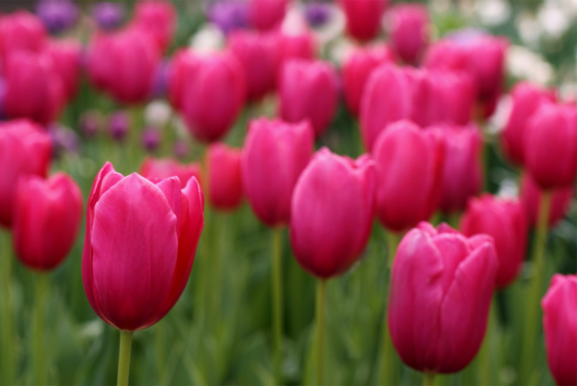 tulipani campo rosa petali sfocatura messa a fuoco