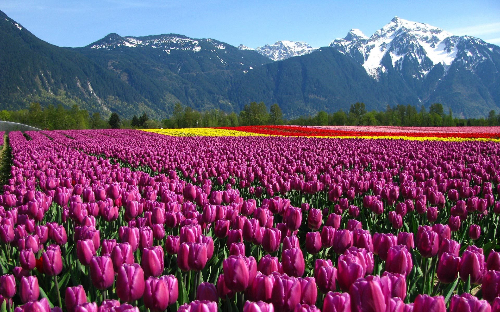 flores tulipanes campo montañas