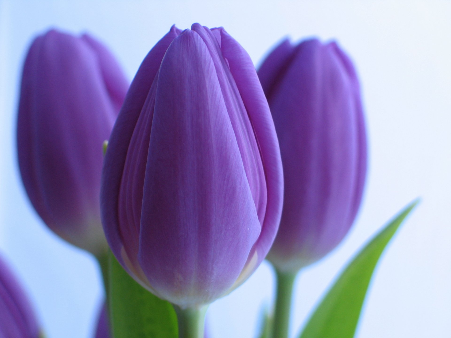 fleurs tulipes violet