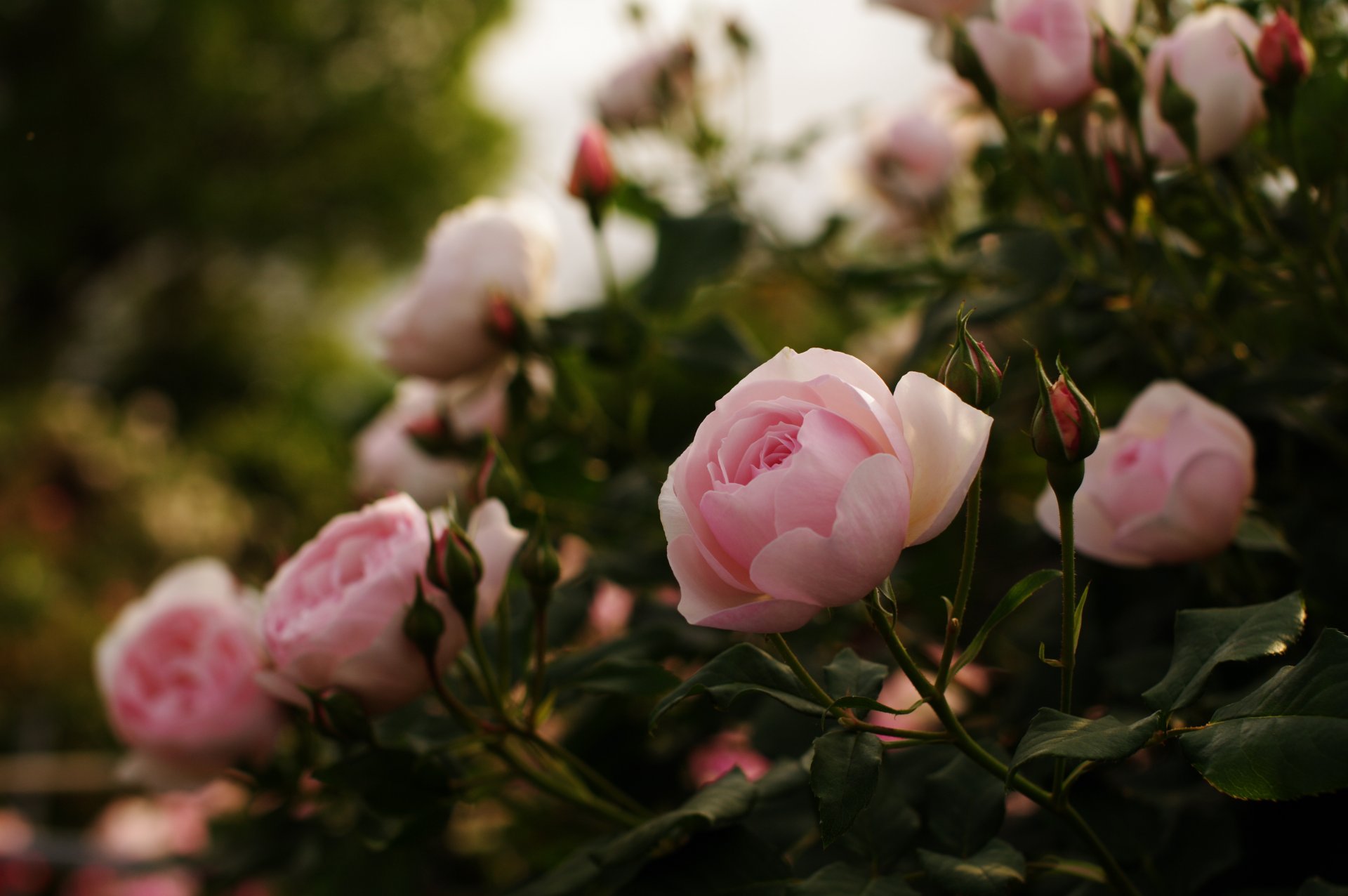 roses pink buds flower petals leaves bush nature reflection