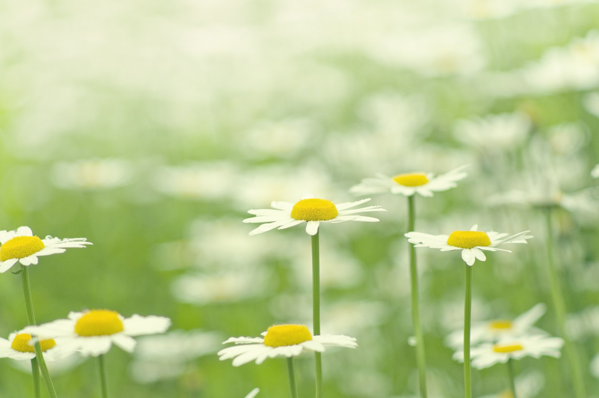 gänseblümchen weiß blumen blütenblätter blüte lichtung grün gras pflanzen hell sommer farbe makro natur