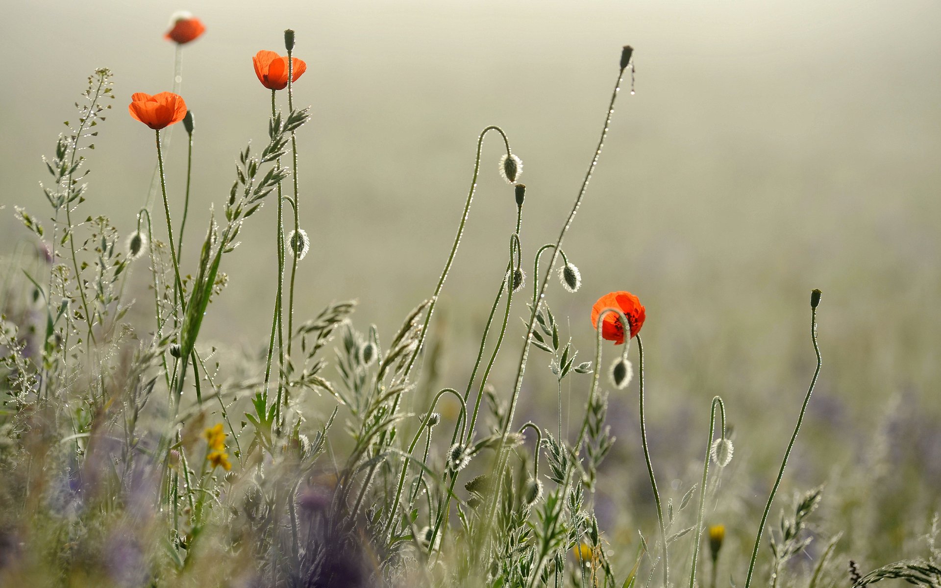 flores amapolas mañana rocío gotas juego