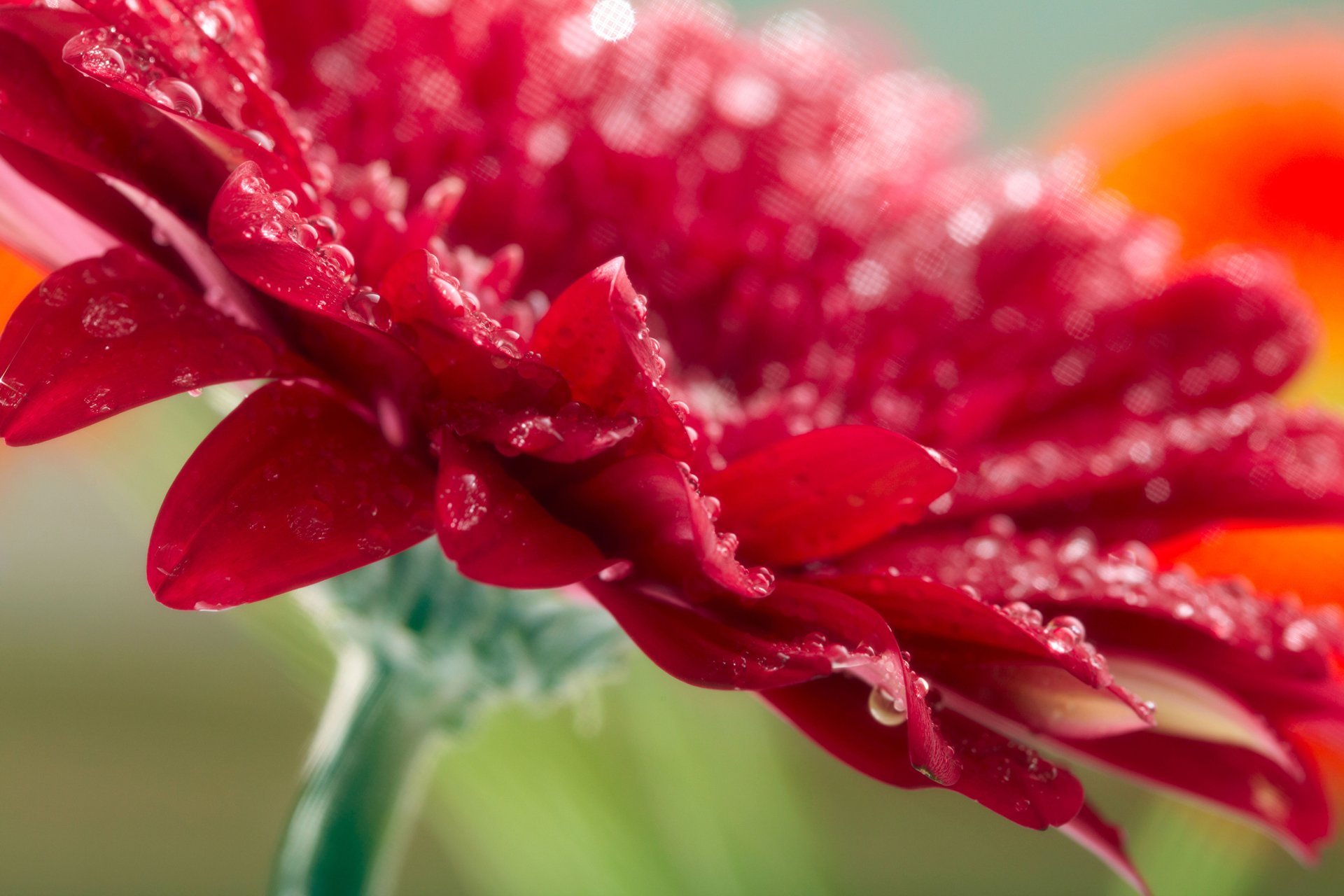 gerbera kwiat czerwone krople natura makro gerbera czerwony makro zdjęcie