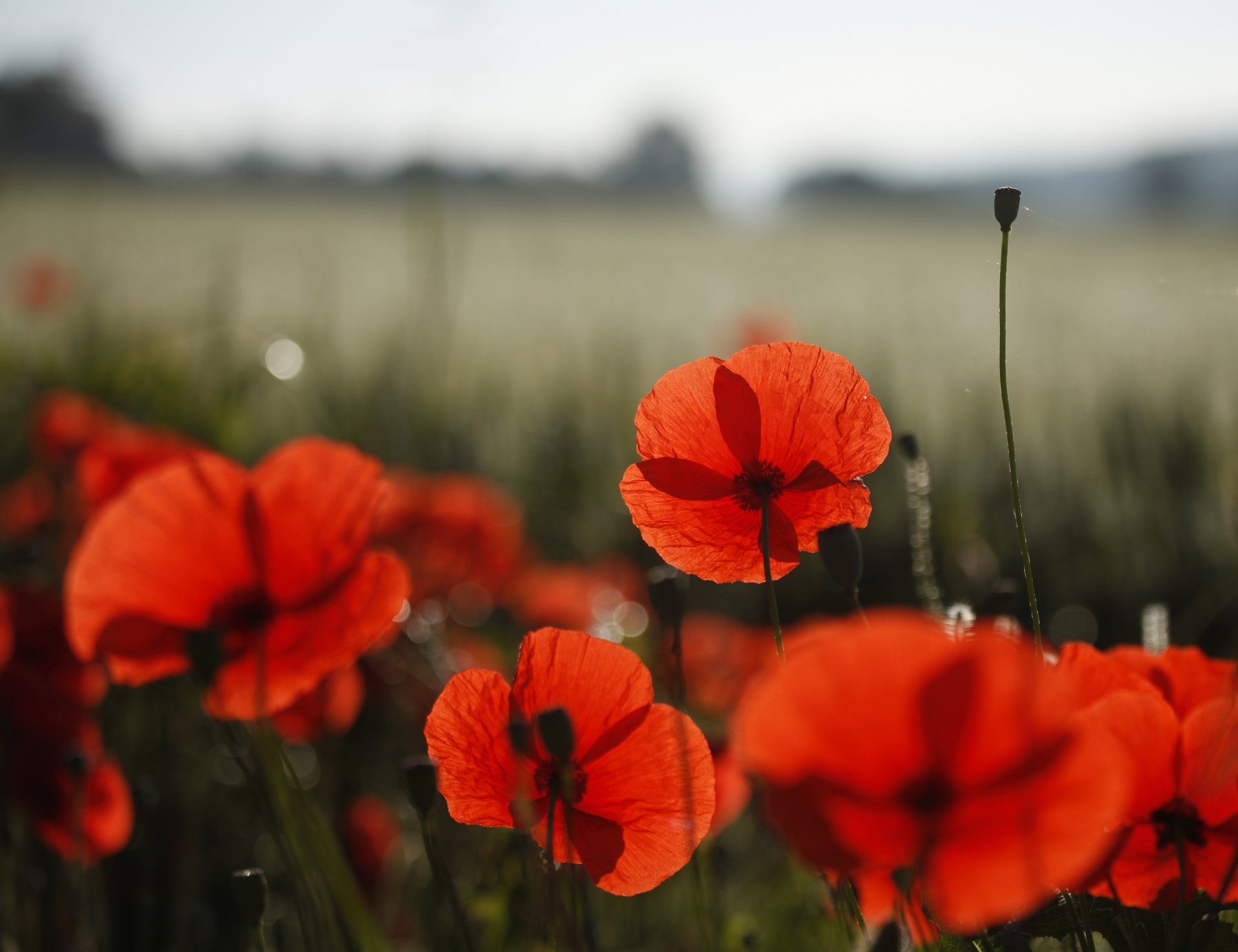 blumen mohn feld natur