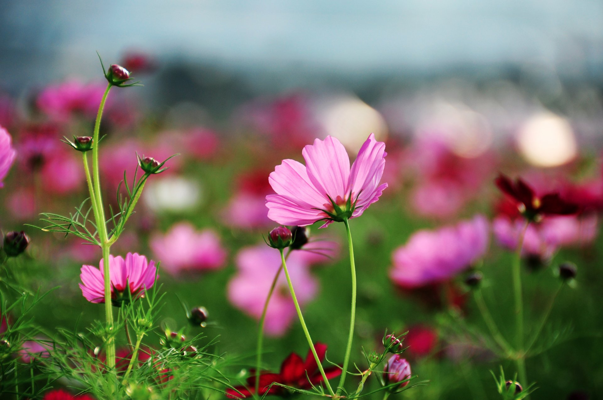 kosmeya flower bright pink petals grass plants field summer close up