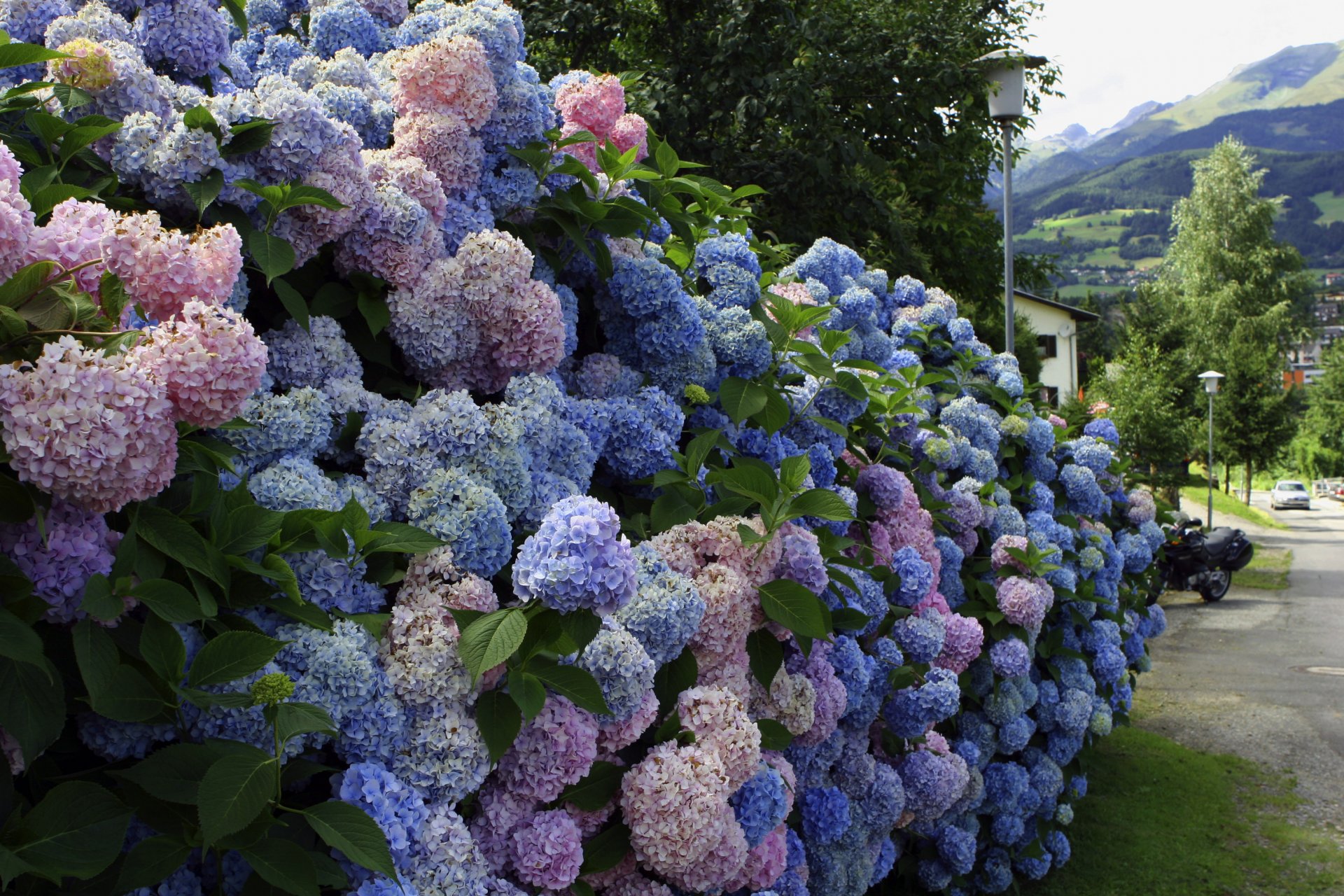 hortensie büsche straße lebendig zaun