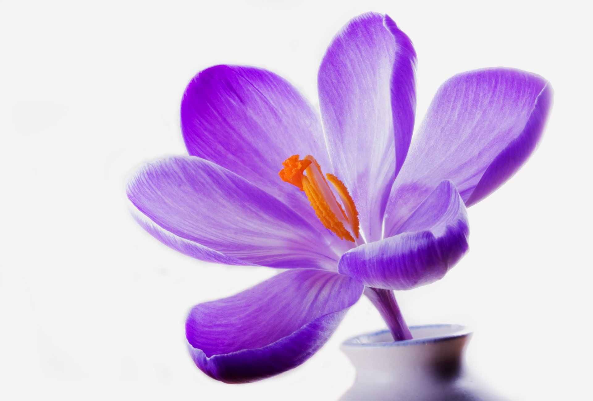 crocus purple vase white background