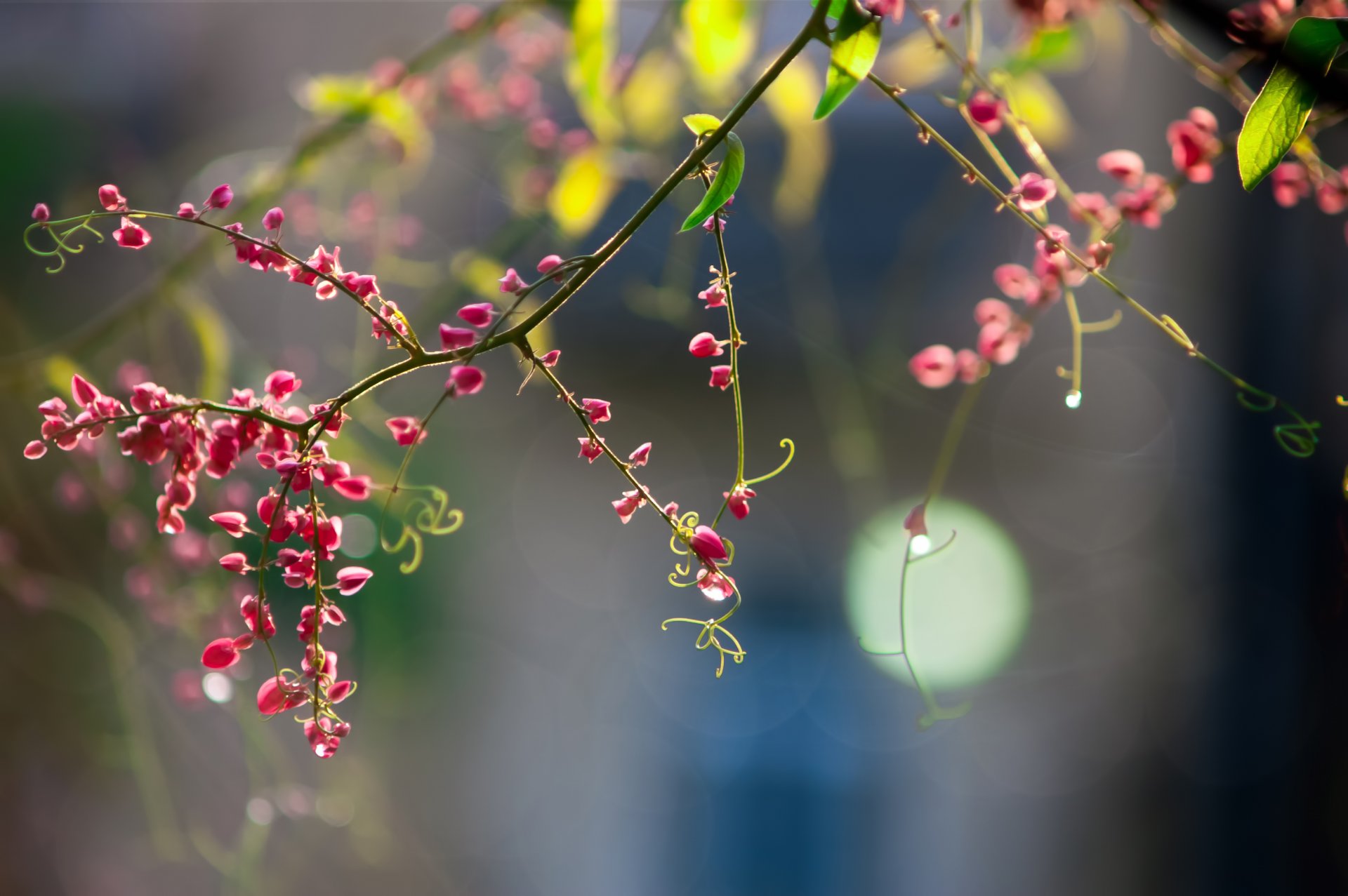 zweig blumen rosa ranken bokeh