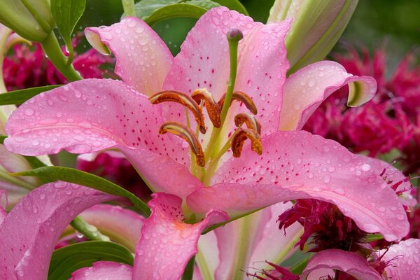 Delicado lirio rosa con gotas de rocío