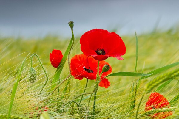 Campo verde de amapolas rojas