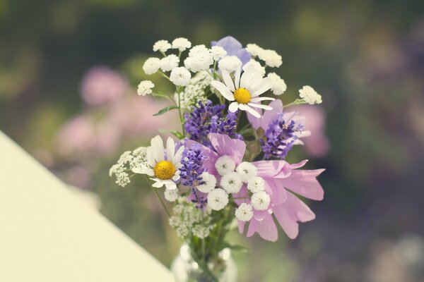 Bouquet of wild flowers with chamomile