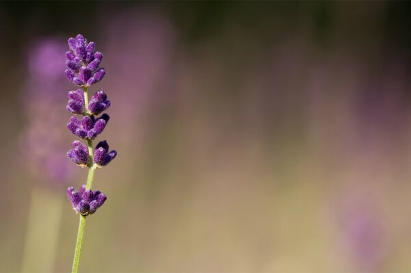 Lavanda-flor de color púrpura-lila