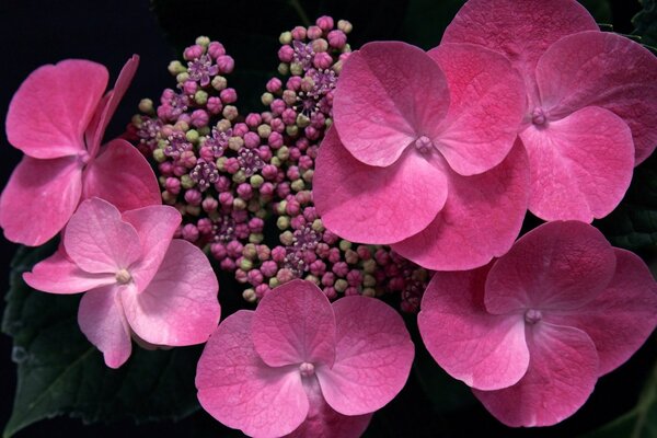 Gros plan de bourgeons d hortensias roses