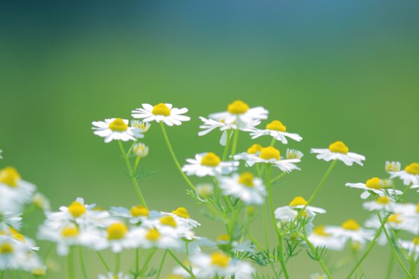 White chamomile bush in the wild