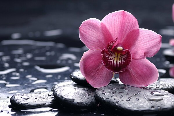 Photo of an orchid flower on a smooth black stone